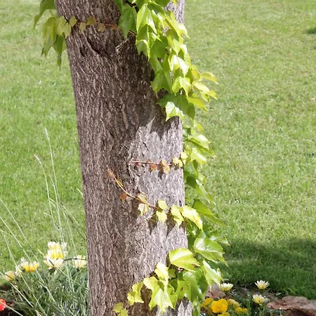 Studio Krk 3231a Vrh (Krk)